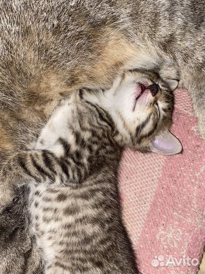 Отдадим котенка