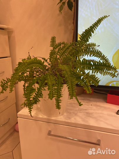 Папоротник 2 шт