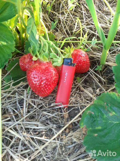 Саженцы клубники укорененые в стаканах