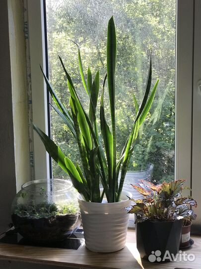 Сансевиерия Зелайника