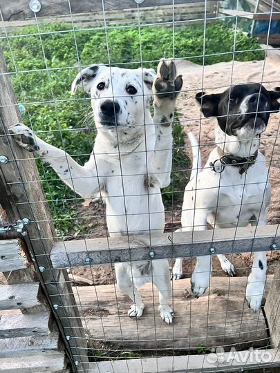 Собака в добрые руки