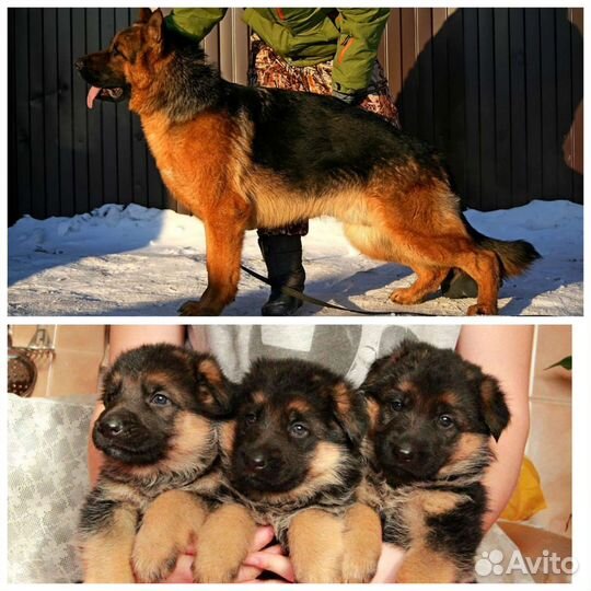 Немецкая овчарка