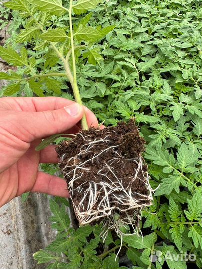 Рассада помидор