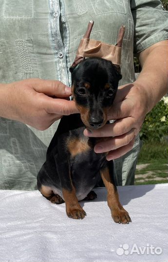 Щенки цвергпинчера питомник Тень Луны