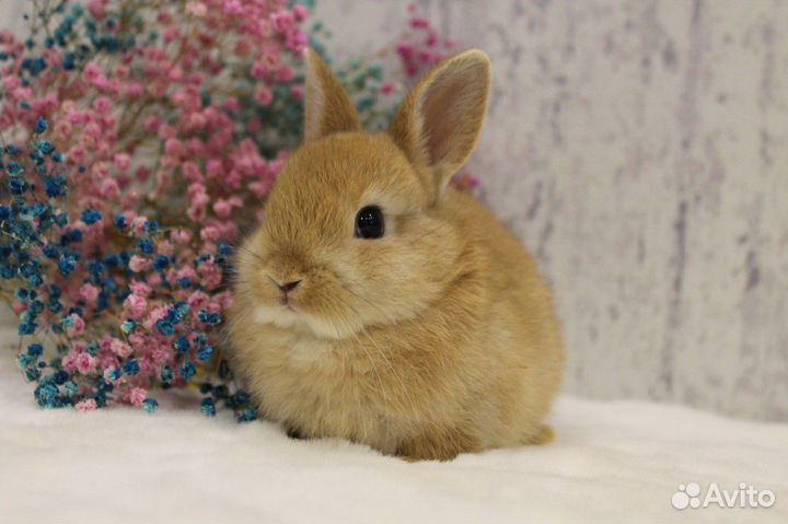 Мини кролики декоративные