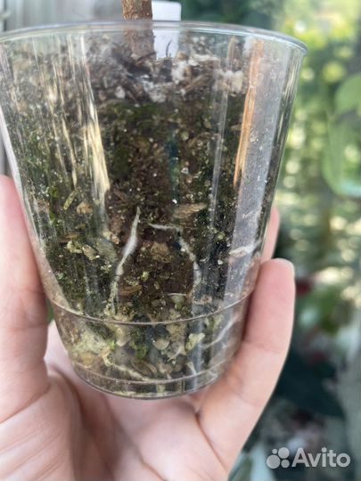 Фикус руби, лирата бамбино