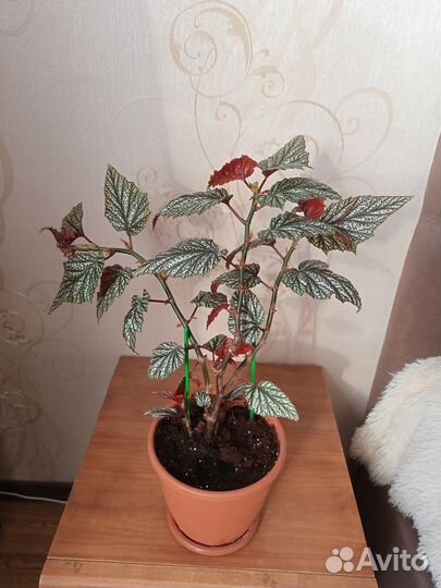 Комнатные цветы