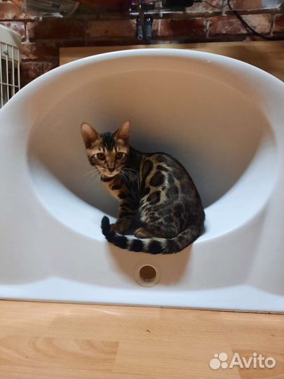 Бенгальская