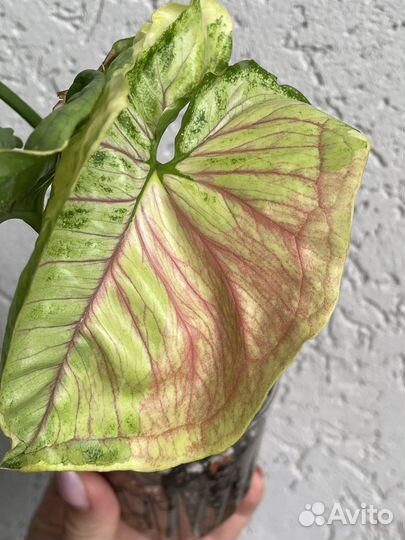 Сингониум Орм тонг вариегатный