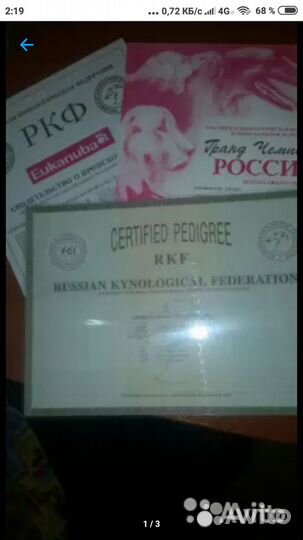 Обмен метрики щенка на родословную ркф/скор