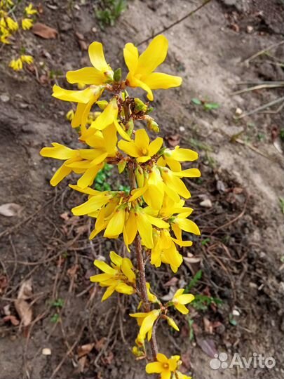 Декоративные кустарники(скумпия, форзиция)