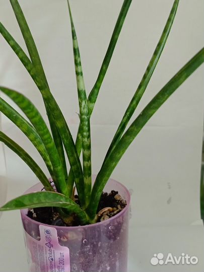 Цветы комнатные