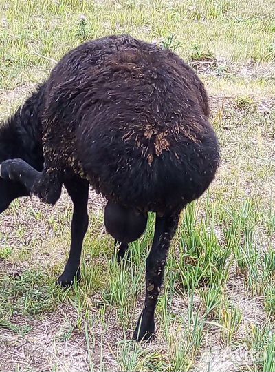 Курдючные бараны живым весом 250 р