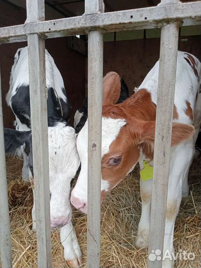 Телята бычки