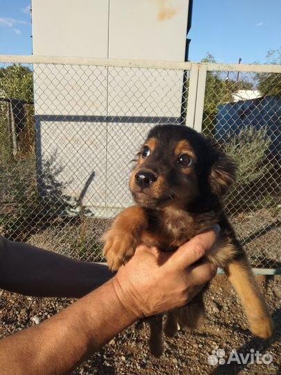 Щенок мальчик 2 мес