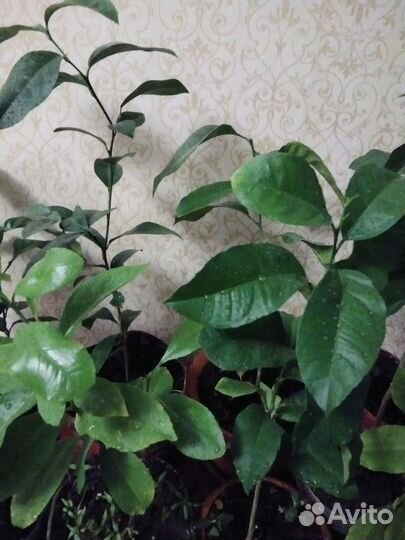 Лимонное дерево