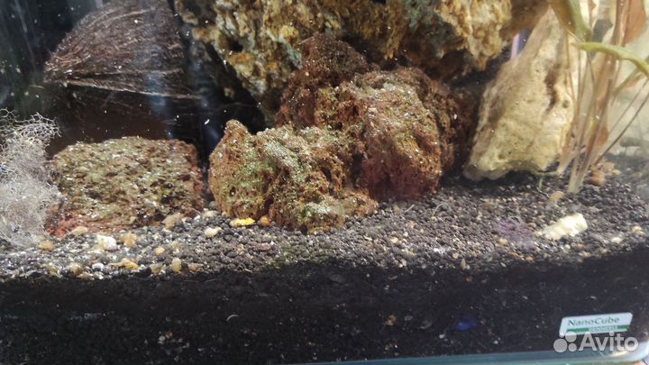 Аквариум dennerle nano cub 30 л, все что на фото