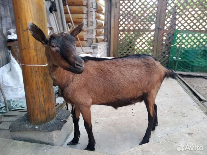 Молодой козел, дойные козы