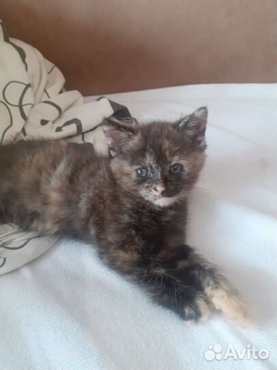Котенок девочка