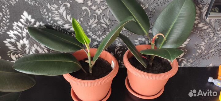 Фикус каучуконосный