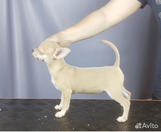 Чихуахуа щенки