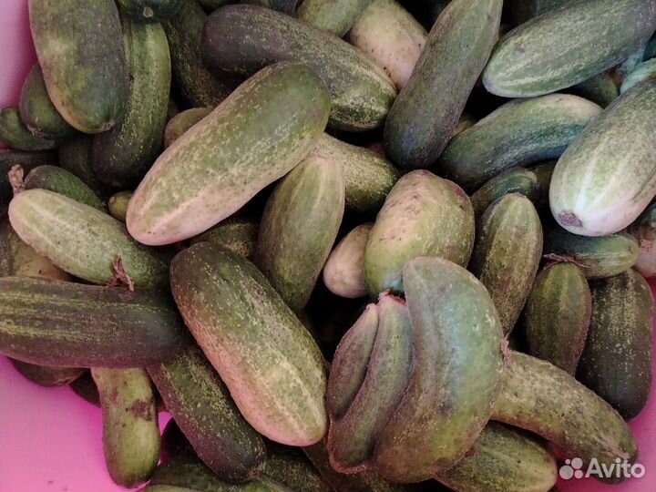 Огурцы свежие домашние