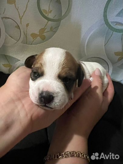 Щенки джек рассел терьер