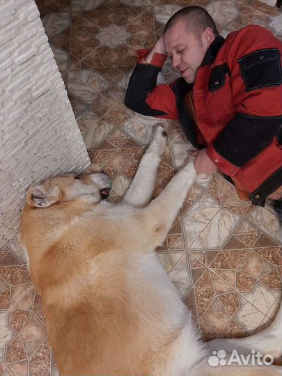 Среднеазиатская овчарка алабай