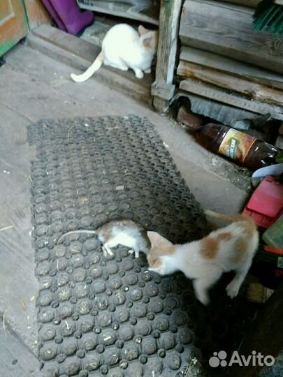 Котята от кошки крысоловки