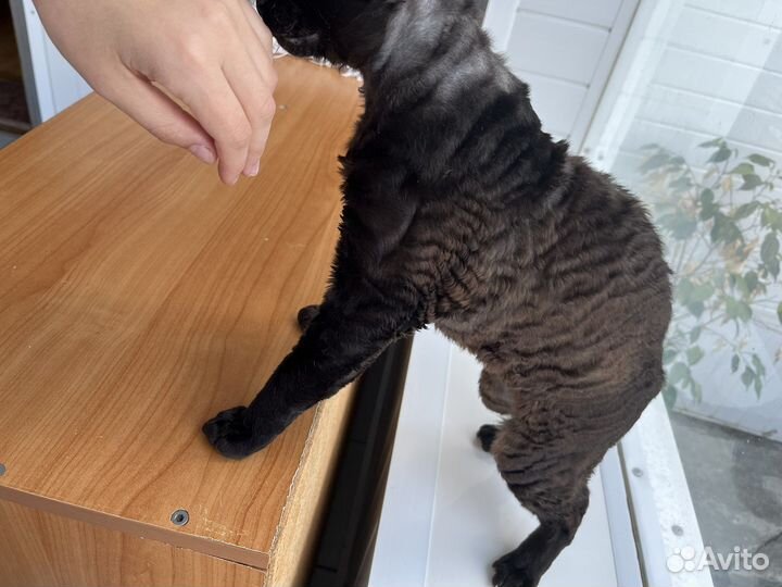 Девон-рекс вязка