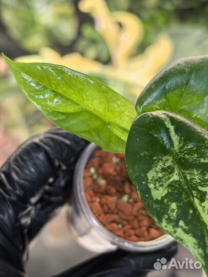 Алоказия Синуата минт