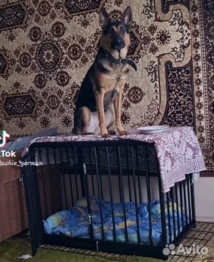 Клетка для собак в дом