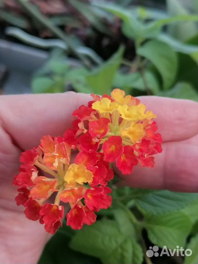 Лантана черенки