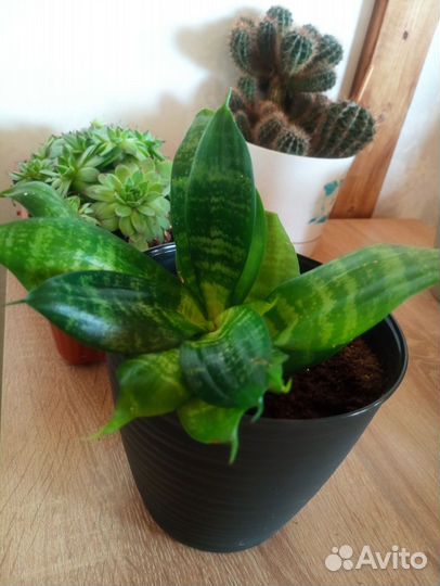 Сансевиерия Ханни Грин