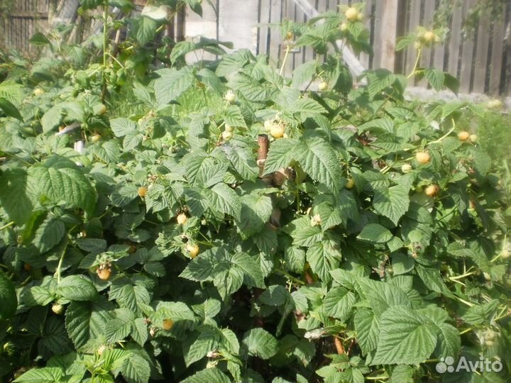 Саженцы малины