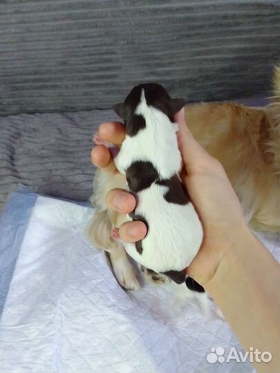 Щенки чихуахуа