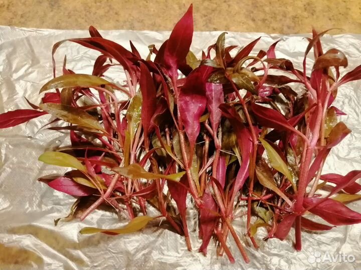 Альтернантера