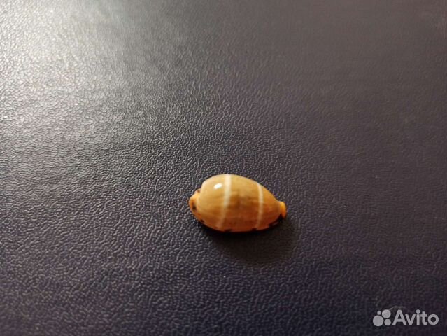 Морская раковина