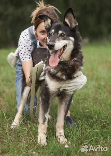 Классный пёс Джоник из приюта