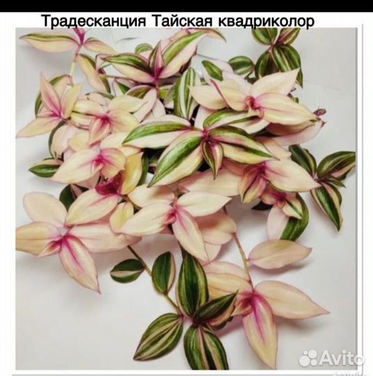 Традесканции, Лизимахия, Будра,Колеусы