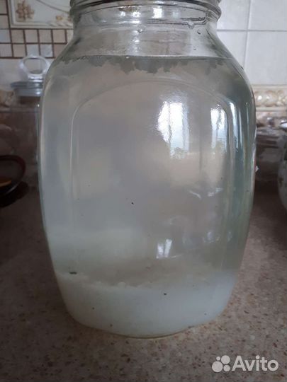 Индийский морской рис (гриб)