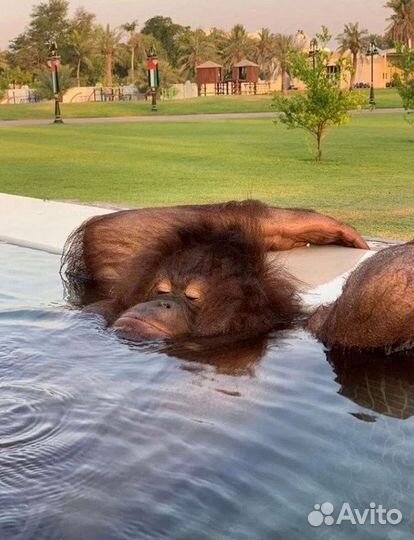 Психолог#1. Решим сейчас за 1 час