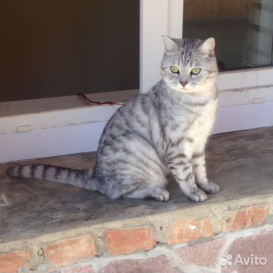 Британский кот в добрые руки