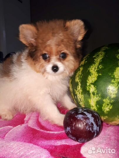 Шпице-йорки /мальчики