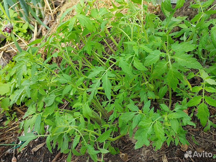 Помидоры рассада