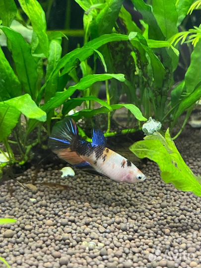 Самки петушка