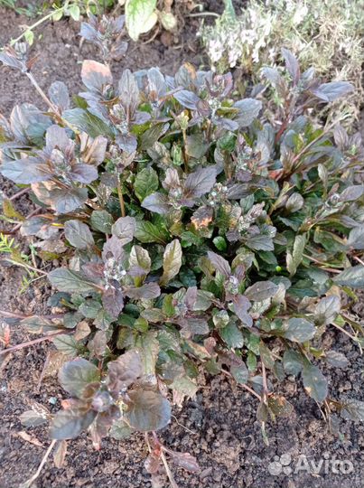 Почвопокровные растения