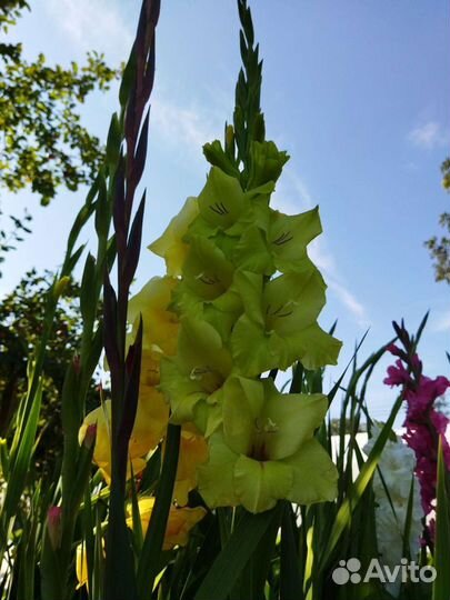 Гладиолусы