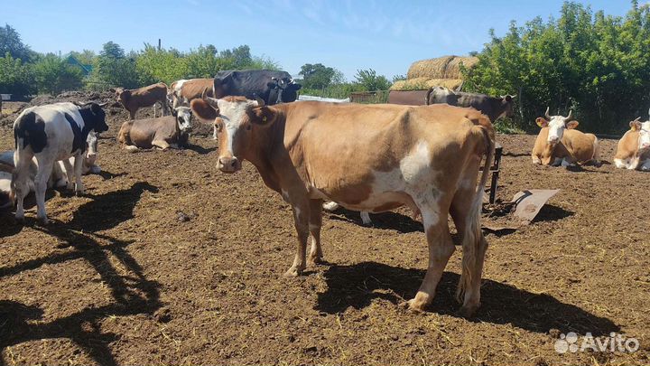 Коровы,быки,крс