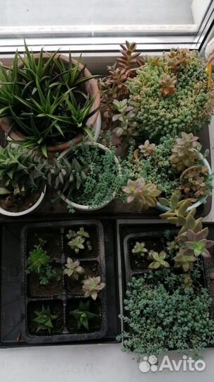 Суккуленты